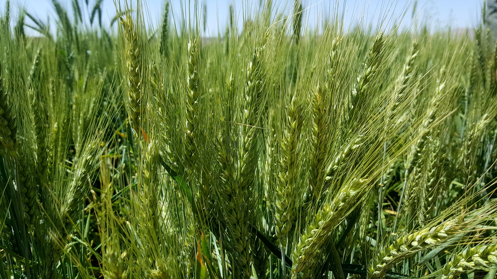 القمح السماط