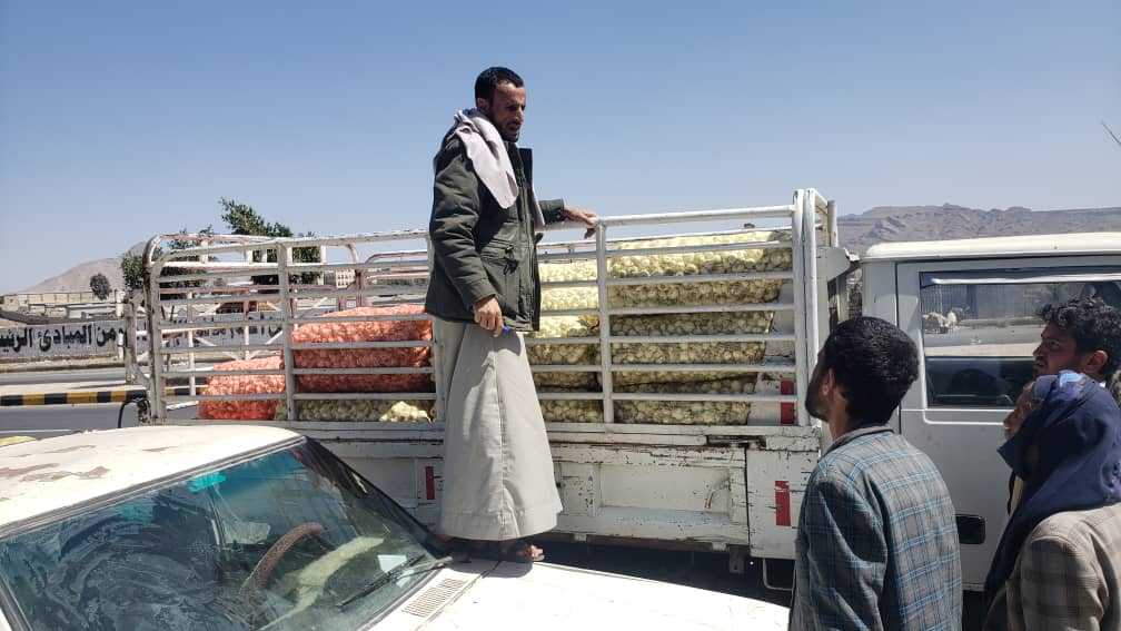 الثوم المحلي انتاج القطاع الجنوبي