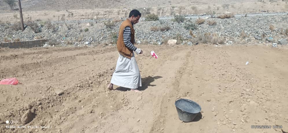 جلسة حقلية في مديرية صنعاء الجديدة أهدافها  زيادة وتنوع الإنتاج من محصول القمح والبقوليات والخضروات